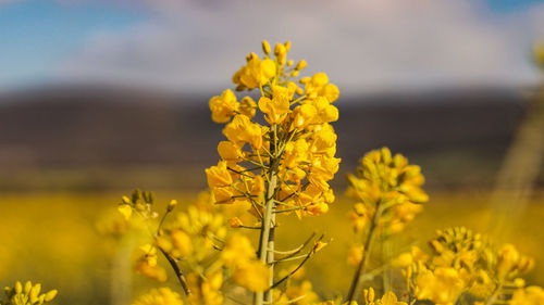 Close-up of yellow flowering plant on field