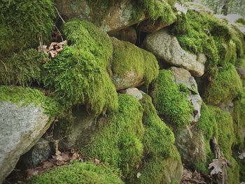 High angle view of green lizard on rock