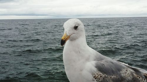 Close-up of seagull by sea against sky