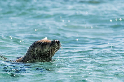 Turtle swimming in sea