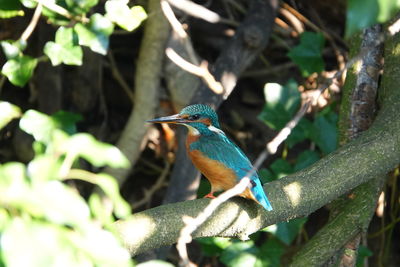 Bird perching on a branch