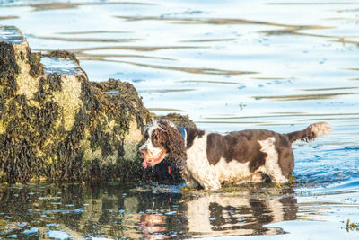 Dog standing at beach