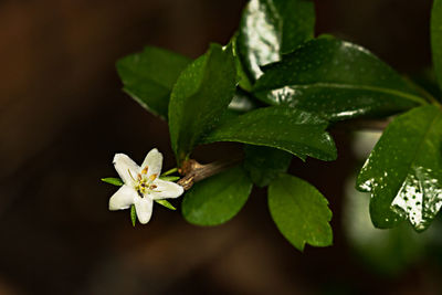 Close-up of white flowering plant