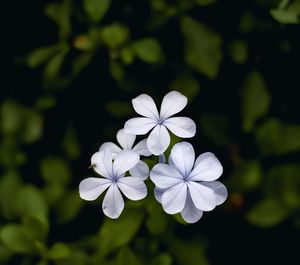 Close-up of white flowers blooming outdoors