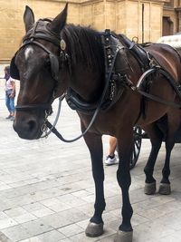 Horse standing in a city