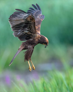 Close-up of eagle flying