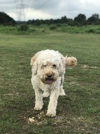 Cockapoo dog enjoying nature in the forest