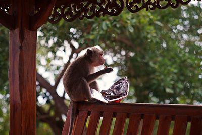 View of monkey sitting on railing