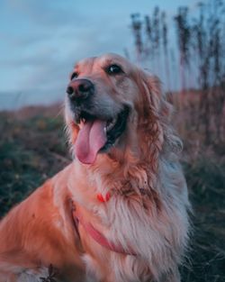 Close-up of dog looking away