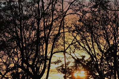 Low angle view of silhouette trees against sky at sunset