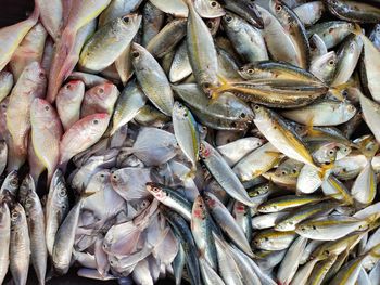 High angle view of fish for sale in market