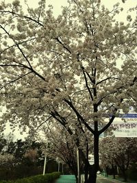 Low angle view of blooming tree against sky