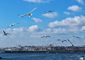 Seagulls flying over river against sky