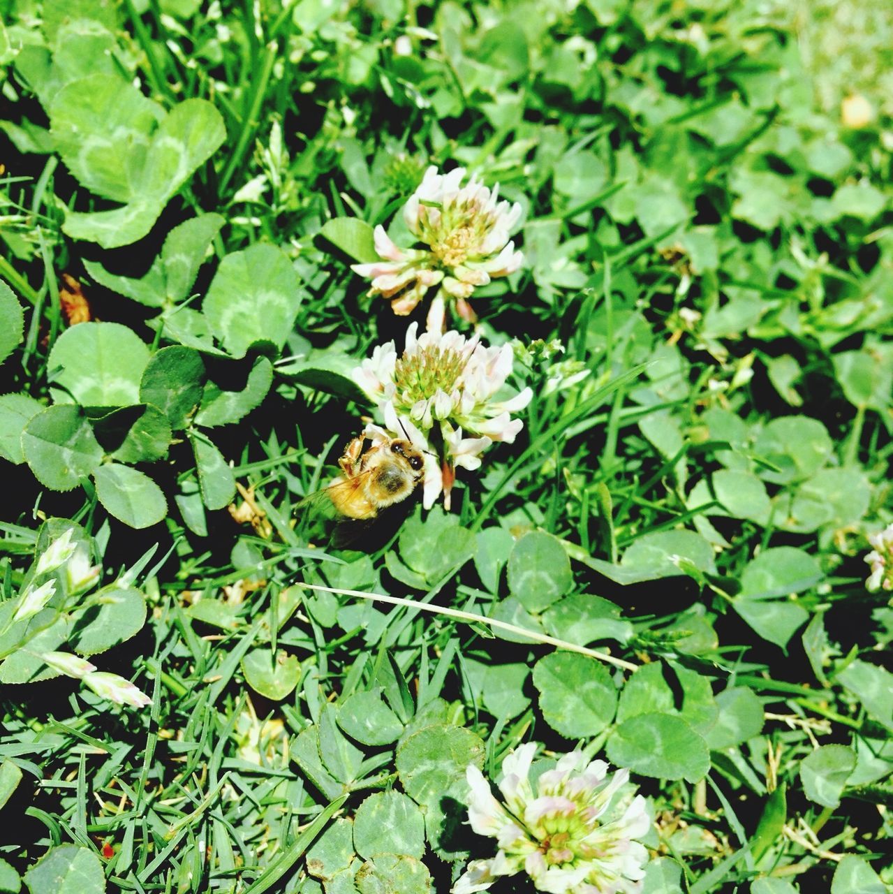 growth, leaf, green color, flower, plant, freshness, high angle view, beauty in nature, fragility, nature, blooming, petal, white color, field, water, day, flower head, outdoors, tranquility, growing