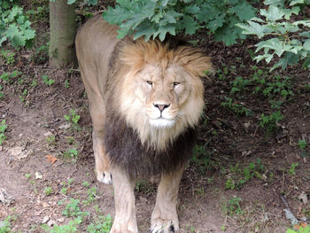 Portrait of lion