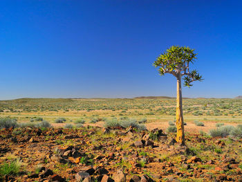 Plant on field against clear blue sky