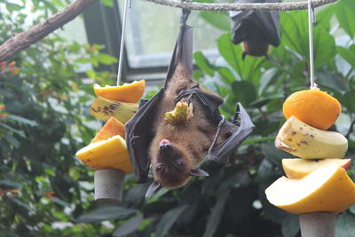 Close-up of bat eating fruit