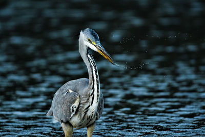 Close-up of a bird