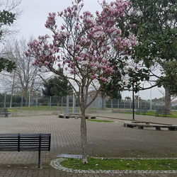 View of cherry blossom trees in park