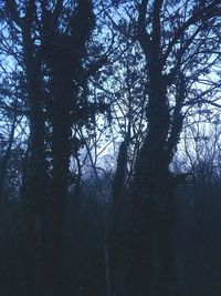 Low angle view of trees against sky