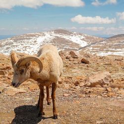 Bighorn sheep standing at mt evans