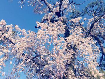 Low angle view of cherry blossoms