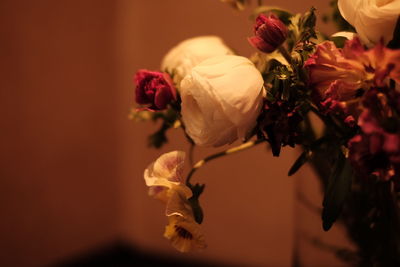 Close-up of rose blooming outdoors