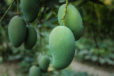 Mangoes on the trees at the mango orchard at shibganj. chapainwabganj, bangladesh