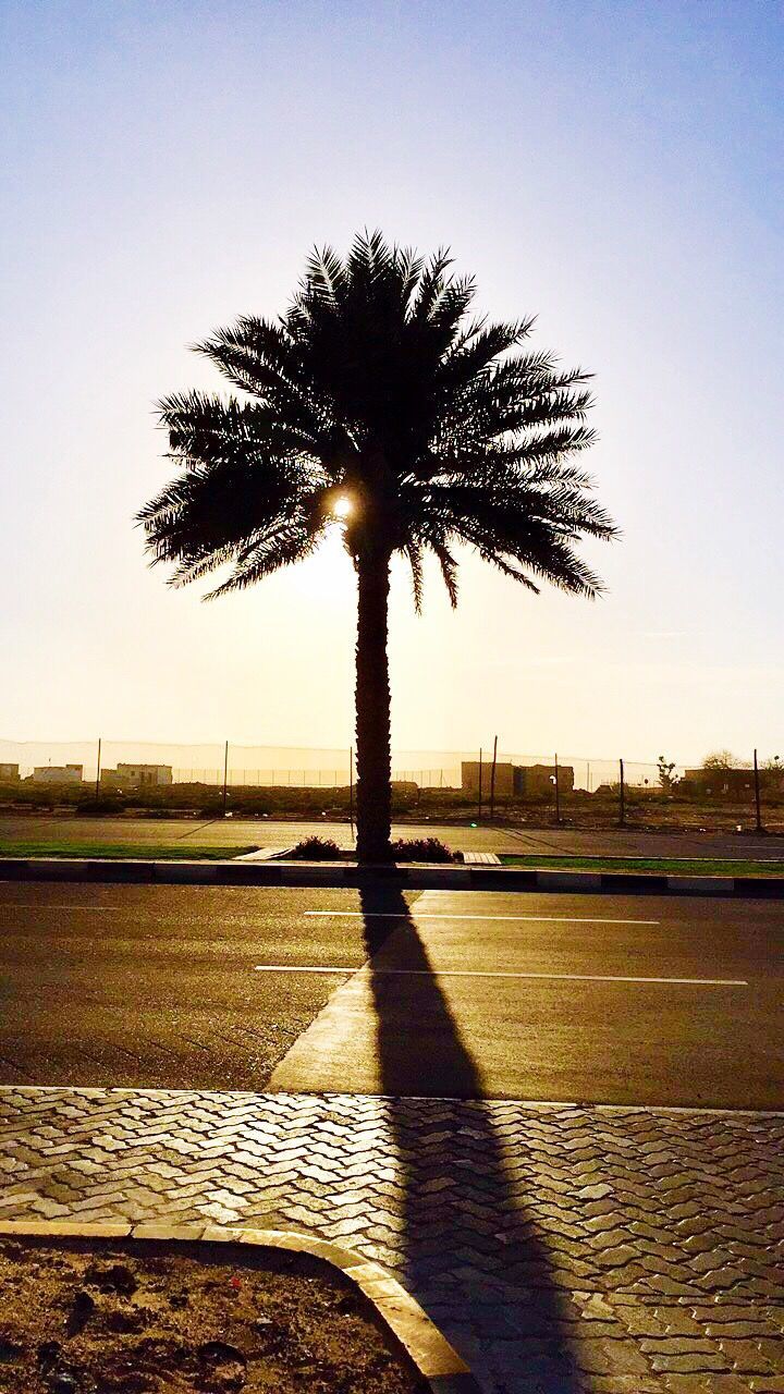 sunlight, shadow, tree, outdoors, clear sky, no people, nature, sunset, beauty in nature, day, sky