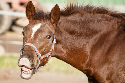 Close-up of horse in ranch