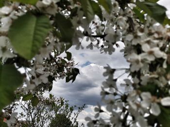 Low angle view of cherry blossoms against sky