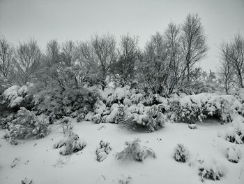 Snow covered landscape