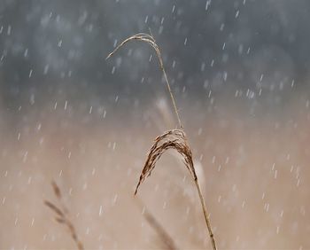 Close-up of water splashing on plant during rainy season