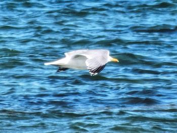 View of seagull in water