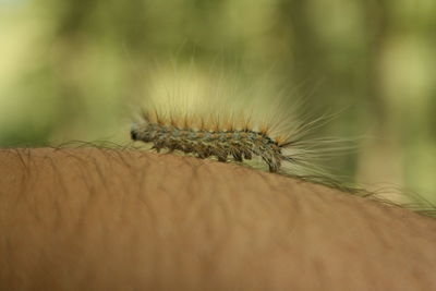 Close-up of silkworm 