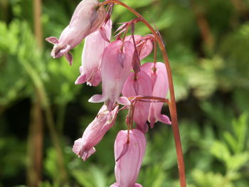 Close-up of pink flowers against blurred background