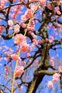 Low angle view of cherry blossom tree