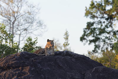 Low angle view of lizard on tree