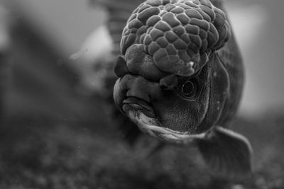 Black and white photo of a black oranda goldfish