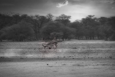 View of a horse on field