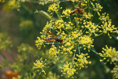 Hornissen-schwebfliege auf fenchelblüte