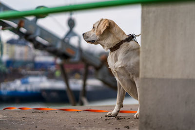 Close up portrait of a dog, labrador retriever.