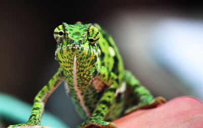 Close-up of green lizard