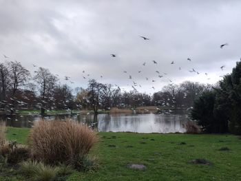 Birds flying over lake against sky