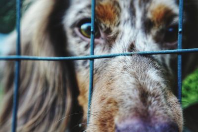 Close-up of dog looking away