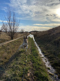 View of dog on road