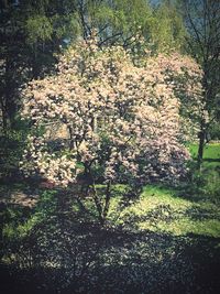 Plants growing in park