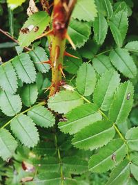 Close-up of insect on plant