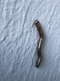 High angle view of insect on white surface
