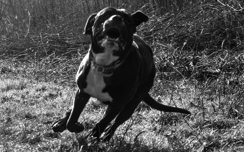 Portrait of dog standing on field